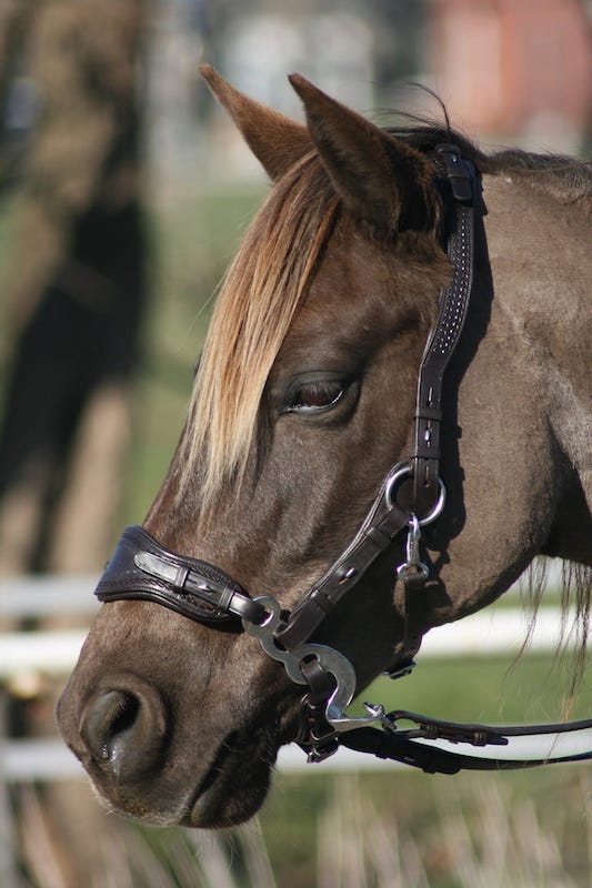 EDIX® Hack-Q® Bitless Bridle - Jazz - Image 4